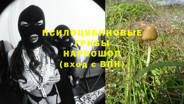 прущие грибы Аркадак